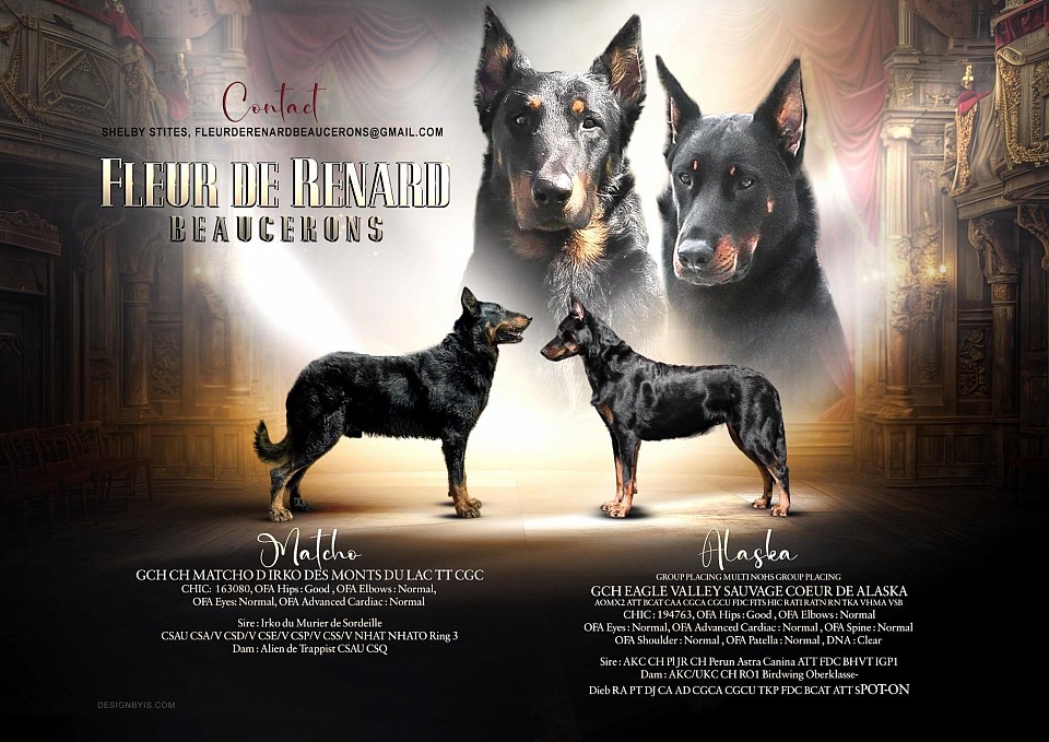 GCH CH Matcho D Irko Des Monts Du Lac TT CGC “Matcho”  CHIC: 163080 OFA Hips : Good OFA Elbows : Normal OFA Eyes : Normal OFA Advanced Cardiac : Normal  Irko du Murier de Sordeille CSAU CSA/V CSD/V CSE/V CSP/V CSS/V NHAT NHATO Ring 3 x Alien de Trappist CSAU CSQ  Group Placing Multi NOHS Group Placing GCH Eagle Valley Sauvage Coeur de Alaska AOMx2 ATT BCAT CAA CGCA CGCU FDC FITS HIC RATI RATN RN TKA VHMA VSB “Alaska”  CHIC : 194763 OFA Hips : Good OFA Elbows : Normal OFA Eyes : Normal OFA Advanced Cardiac : Normal OFA Spine : Normal OFA Shoulder : Normal OFA Patella : Normal DNA : Clear  AKC CH Pl JR CH Perun Astra Canina ATT FDC BHVT IGP1 x AKC/UKC CH RO1 Birdwing Oberklasse-Dieb RA PT DJ CA AD CGCA CGCU TKP FDC BCAT ATT SPOT-ON
