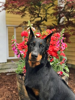 NOHS Regional Group Placing BPIS CH EV Violente au Coeur de la Fleur de Renard ATT CGCA CGCU FDC TKA VHMA “Violet” Loky x Alaska