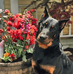 Eagle Valley Ventura Highway de la FDR CGC “Venny” Loky x Alaska