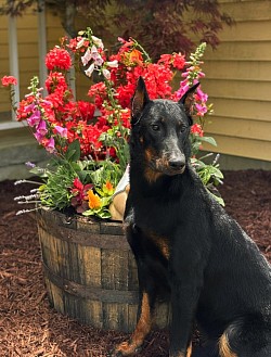 Vino Veritas du Clan des Rives Noires CGC TKI VHMA 