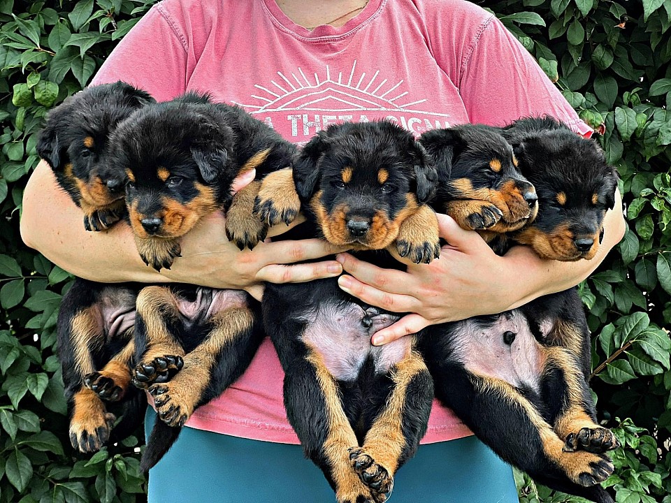Beauceron puppies, Fleur de Renard Beaucerons